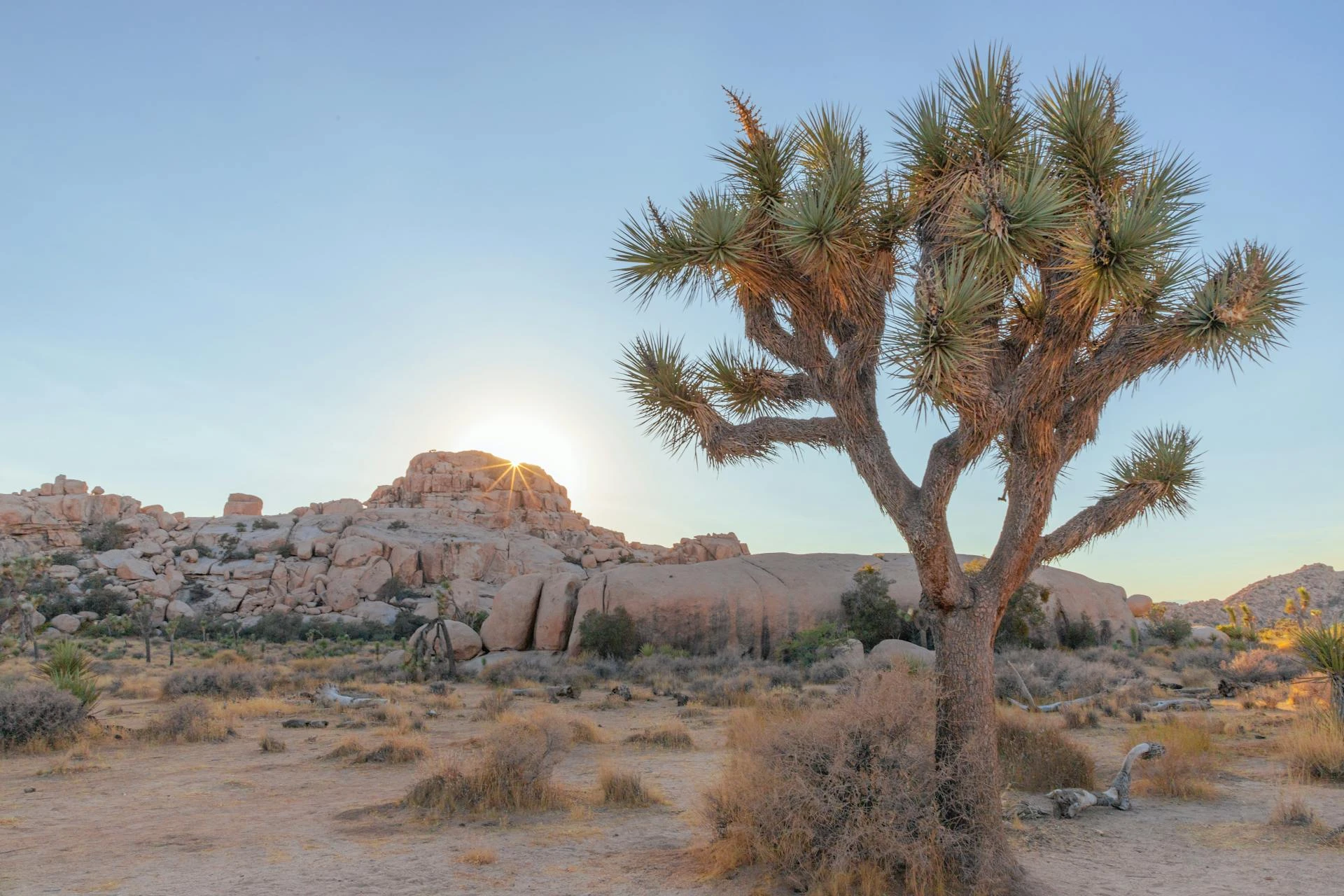Joshua Tree short-term rental guide